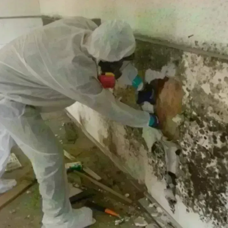 Mold Remediation and Removal in Rowlett, TX